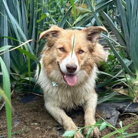 Border collie sitting in a garden.