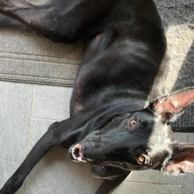 Nola the service dog is lying on the ground looking up at the camera. She is bathed in sunlight and has dark black fur.