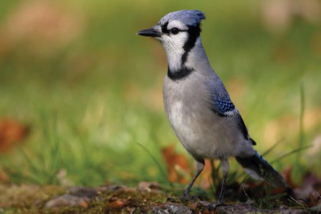 CAMPUS BIODIVERSITY: Blue Jays