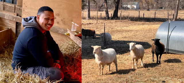 A split image featuring Sean Wilde 21F and a group of sheep. On the left, Sean sits smiling on a bed of hay inside a wooden barn stall, wearing a hoodie and dark clothing. On the right, three sheep—two white and one black—stand in a sunny pasture near a metal shelter, with more sheep and a red barn visible in the background. The setting appears rural, with leafless trees and a quiet farm landscape.