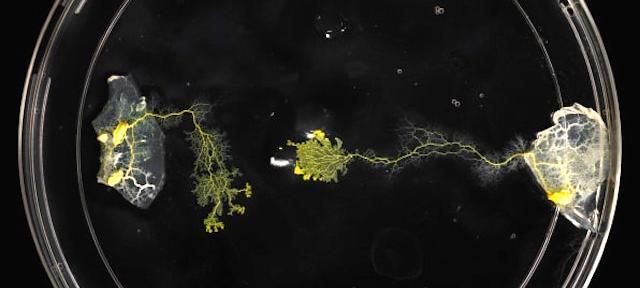 Slime-mold experiment photo by Raina Mendel