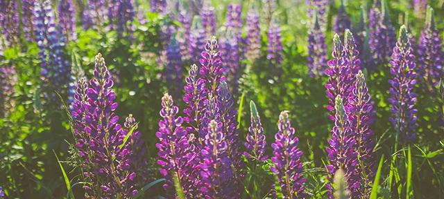 lupine in Maine