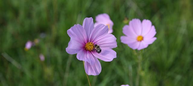 flower, hampshire college campus