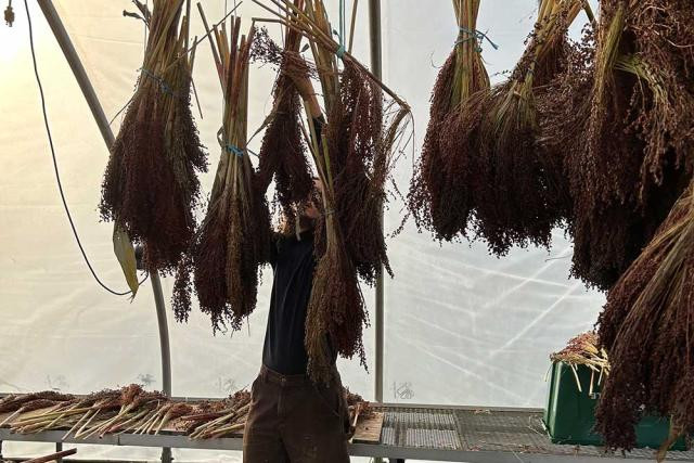 Drying corn for brooms