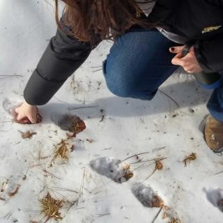 Alt text: A person wearing a black winter jacket, blue jeans, and brown boots crouches down in the snow, reaching out to touch an animal track. They hold a reusable water bottle in their other hand. The snow is scattered with dry grass and fallen leaves, and footprints are visible nearby.