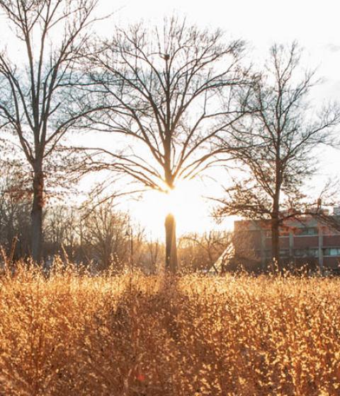 Campus with dry grasses and sunflare